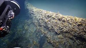Brine Pool Of Dispair Underwater Lake Fun Science Gulf Of Mexico