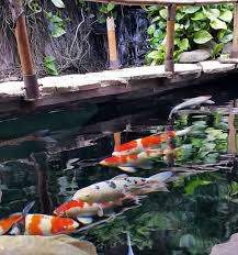 Cara membuat kolam ikan koi yang benar dalam pembuatan kolam ikan koi yang benar, tahap awal sobat bisa baca langkah dasar di atas, kemudian hanya perlu menambahkan dan mengatur saluran air yang lebih unik, serta jangan lupa untuk menambahkan jenis tanaman hias aquascape atau yang lebih besar. Kolam Ikan Koi Tentang Kolam Kandang Ternak