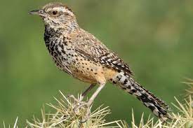 It has a slightly curved bill, brown head with a white eyestripe, barred wings and tail. Meet The Arizona State Bird The Cactus Wren