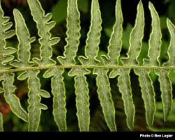Image result for Pteridium aquilinum