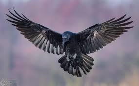 Common Raven Corvus Corax Rabe Tattoo Inspiration Tattoos Raben Und Krahen