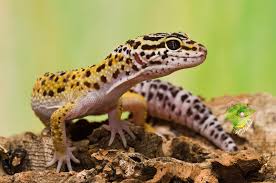 Raid can be one of your best options here, and will also kill a variety of other pests. Cheap Reptiles For Sale Buy Live Reptiles Online Reptiles Price List