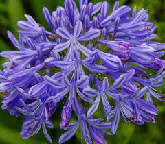 Why Is My Agapanthus Not Flowering Gardener Report