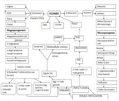 flow chart of reproduction in plants with diagram brainly in