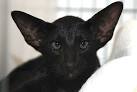 Shadow, the vocal black Siamese cat!