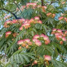 Image result for Albizia adianthifolia