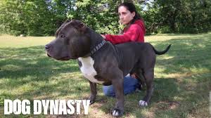 But don't let that scare you. Meet Hulk The Giant 175lb Family Pit Bull Dog Dynasty Youtube