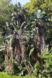 Image result for Strelitzia alba