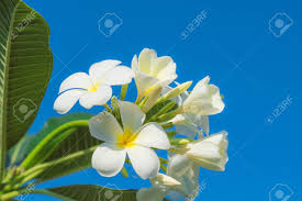 Check spelling or type a new query. Close Up Of Bouquet White And Yellow Plumeria Or Frangipani Flower Hawaii Hawaiian Lei Flower Bali Indonesia Shri Lanka Spa On Branch Tree In Morning Garden Background With Sunlight Stock Photo Picture And