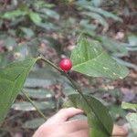 Image result for Olax gambecola