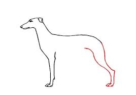 How To Draw A Greyhound Part 2 Easy Animals 2 Draw In 2020 Dog Drawing Dog Steps Drawings