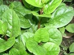 Image result for Basella alba