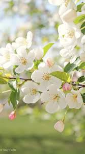 Fruit readily eaten by birds and. Spring Blossoms Spring Flowers Beautiful Flowers Spring Blossom
