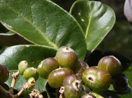 Image result for Astropanax polysciadius