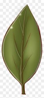 Maybe you would like to learn more about one of these? Different Leaf Texture Types Maple Leaf Free Transparent Png Clipart Images Download