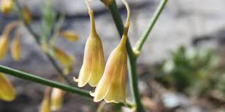 Image result for Asparagus minutiflorus