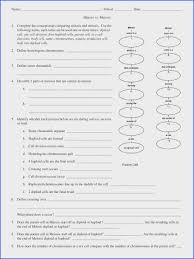Meiosis starts when the female is a fetus, but is halted during prophase i. Mendel And Meiosis Worksheet Answers Amp 440 X 320 440 X 320 Image Below Meiosis Worksheet Answer Key Meiosis Self Esteem Worksheets Mitosis