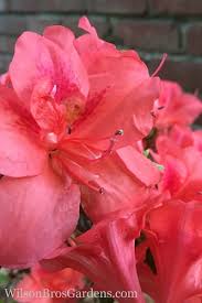 How doers get more done™. Buy Autumn Lilac Encore Azalea Free Shipping 1 Gallon Pot For Sale From Wilson Bros Gardens Online
