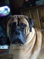 Are you thinking of getting a new bullmastiff puppy or just interested in learning more about the bullmastiff? Bullmastiff Breeders In Michigan