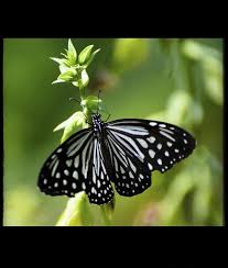 Ascolta goodbye butterfly di eurielle su deezer. Goodbye Butterfly Rest In Peace Steemit