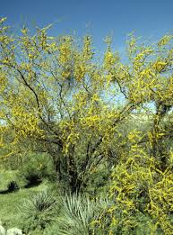 Image result for Acacia amythethophylla