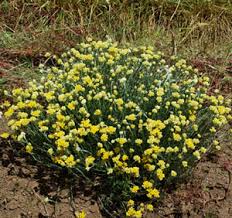 Image result for Helichrysum kirkii