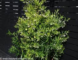 Image result for Gomphocarpus physocarpus