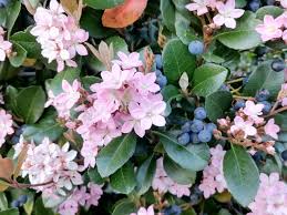 Image result for Barleria mackenii