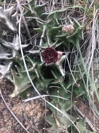 Image result for Orbea carnosa