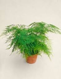 Image result for Suaeda plumosa