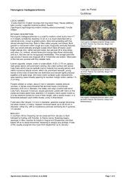 Image result for Harungana madagascariensis