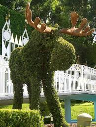 Topiary Moose Topiary Garden Moose Pictures Topiary