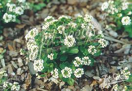 Image result for Grona ramosissima