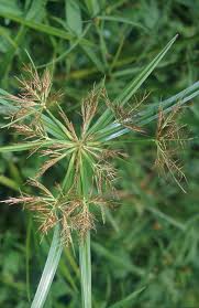 Image result for Cyperus distans