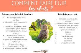 À supposer que les chats viennent dans votre propriété pour chasser, faîtes le nécessaire pour repousser également les rongeurs afin qu'ils ne deviennent pas une proie facile pour leurs prédateurs. Comment Faire Fuir Les Chats 16 Techniques Non Nocives Et Non Cruelles