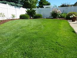 Signs of chinch bug infestation includes yellowish / brownish patches of turf. The 4 Best Grass Types For Lawns In Chicago Il Lawnstarter