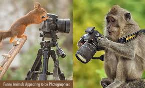 1632 276 lion roar africa. 15 Funny Photos Of Animals Appearing To Be Photographers