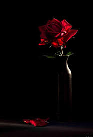 Find the best 4k black wallpaper on getwallpapers. Black Rose Wallpaper Wild Country Fine Arts