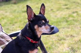 I cani per appartamento per chi vive in appartamento un animale da compagnia è vitale: Cani Nani Da Appartamento Le Razze Piu Amate Notizie Animali