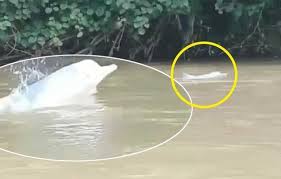 Misalnya video, kata kata, sampai berbagai foto kocak. Lumba Lumba Muncul Di Sungai Kualuh Labuhan Batu