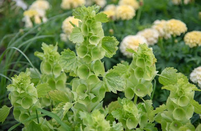 How to Grow and Care for Bells of Ireland