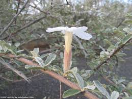 Image result for Limeum argute-carinatum