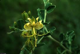 Image result for Cadaba farinosa