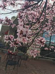 Cherry Blossoms I Saw Near A Coffee Shop Cherry Blossom Blossom Plants