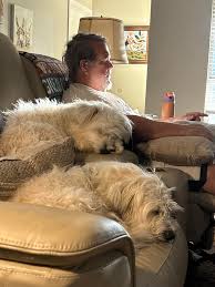 Found a bonded pair of white(ish) dogs