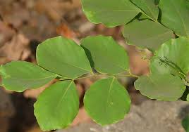Image result for Dalbergia boehmii