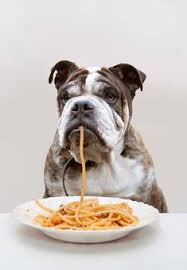 What Human Food Can Dogs Eat Dog Nutrition Can Dogs Eat Raw Dog Food Recipes