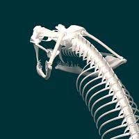 3d Model Snake Skeleton King Cobra Snake Cobra Snake 3d Model