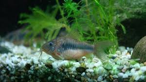 Stocking A 15 Gallon Tank You Won T Believe The Fish We Picked Aquarium Fish Tropical Freshwater Fish Cory Catfish