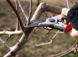 Fruit trees should be pruned every year. A Beginner S Guide To Pruning Fruit Trees Organic Authority